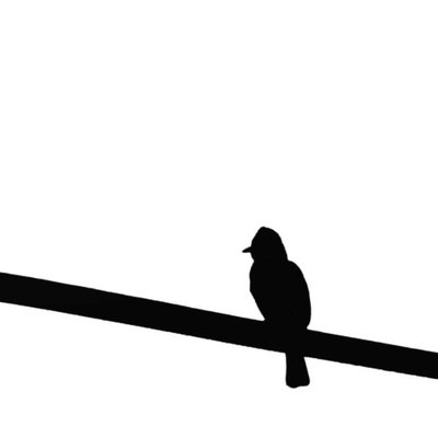 silhouette of bird