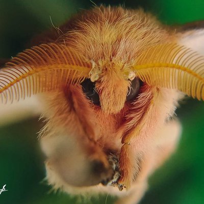 Saturniidae