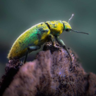 Weevils