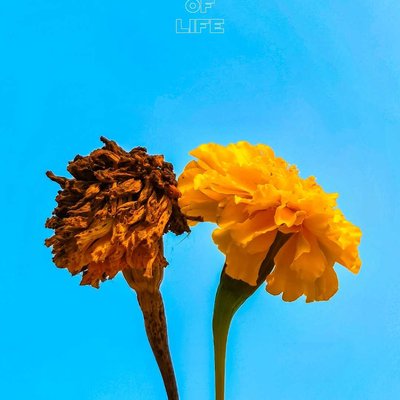 TWO SIDES OF LIFE 