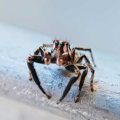 spider 🕷️