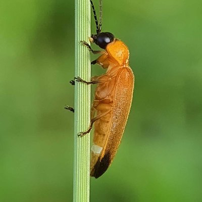 Firefly