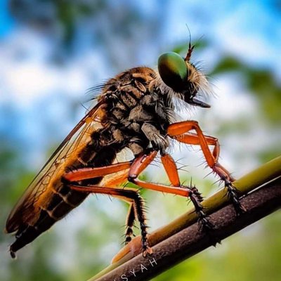robberfly 🐝