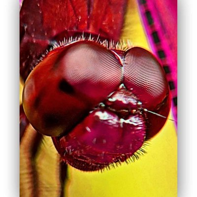 Neurothemis terminata


