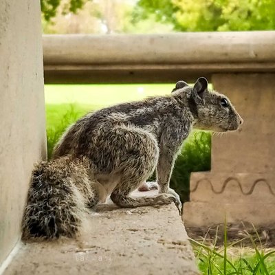 The squirrel 🐿️🐿️