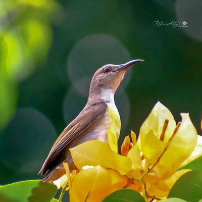 Purple-rumped sunbird