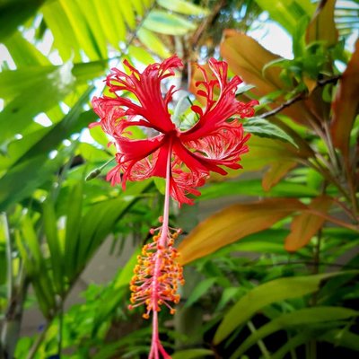 Red hibiscus flower (Bunga kembang sepatu merah)