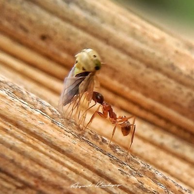 A working Ant 🐜