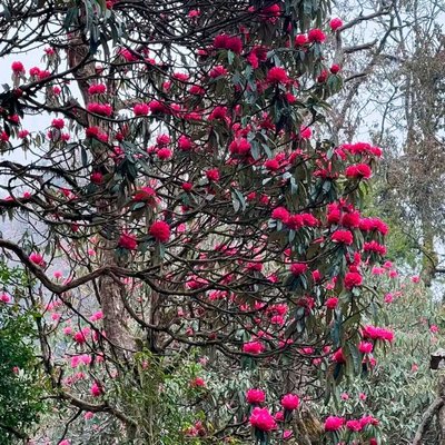 Rhododendron