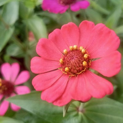 Zinnia Elegans