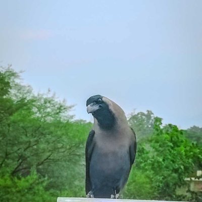 #crow