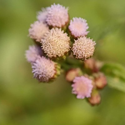 Billygoat weed