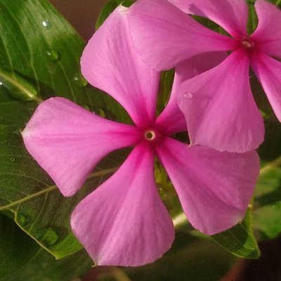 pink flower 🌺 mobile photography 📸