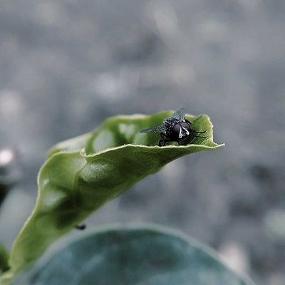 HOUSE FLY 