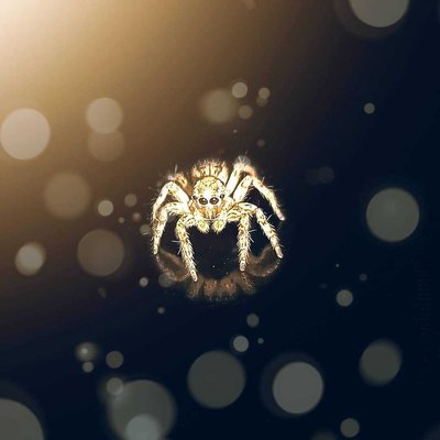 Cute spider 