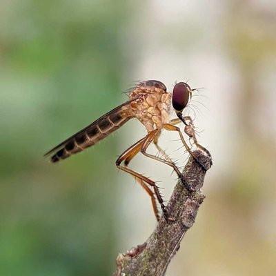 Robber fly