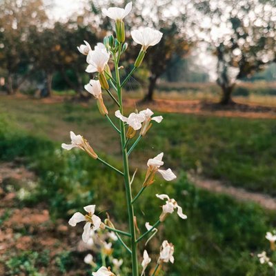 Flower 🌹