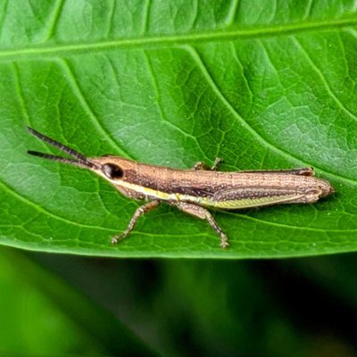 The cattail toothpick grasshopper 🦗