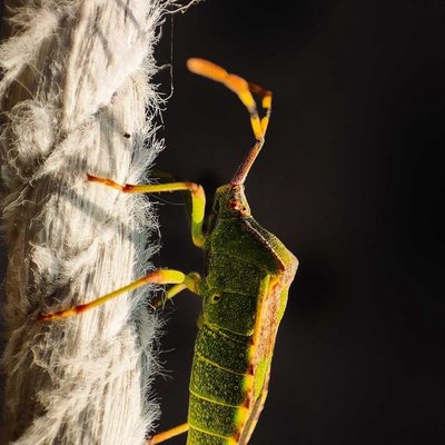 Southern Green Stink Bug 🪲