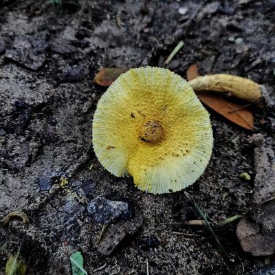 Jamur Leucocoprinus Birnbaumii