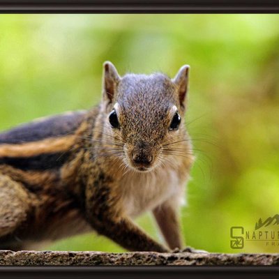 Indian Palm Squirrel