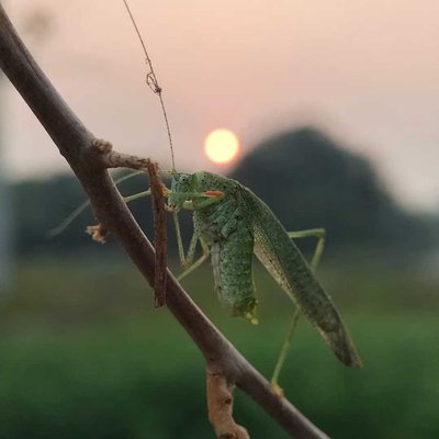 ✨💚