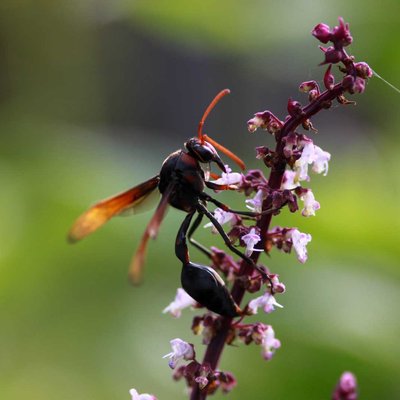 Wasp Enjoying The Flower