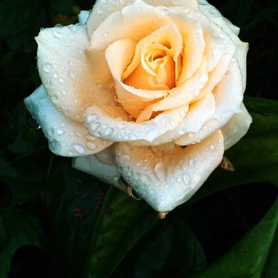 mawa/rose