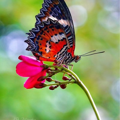 Malay Lacewing Butterfly