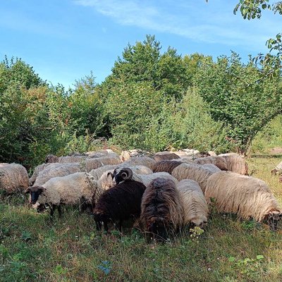 Nomadic herds of sheep