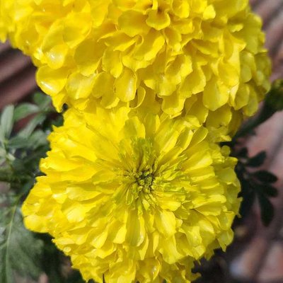 Yellow beauty 