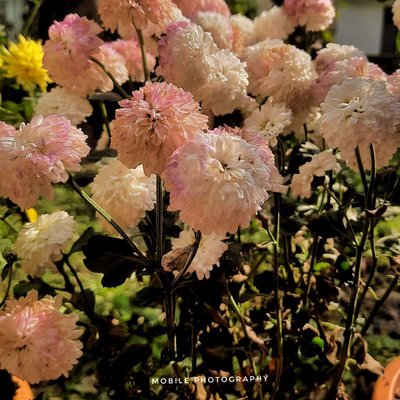 so pretty flowers.....🤍✨️