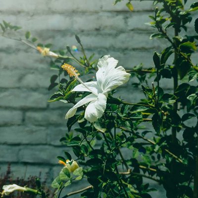 nature's beauty 