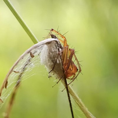 Oxyopes salticus