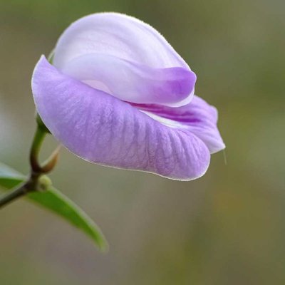 Centrosema virginianum