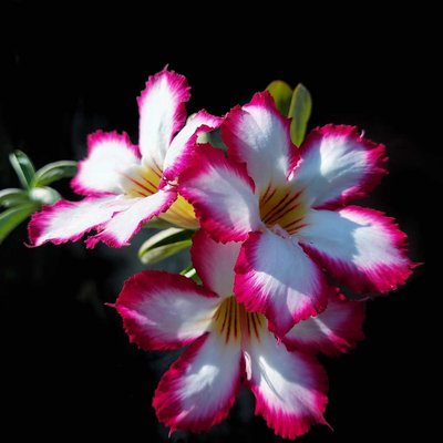 Bunga Adenium 