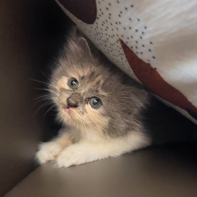 Little Kimi 