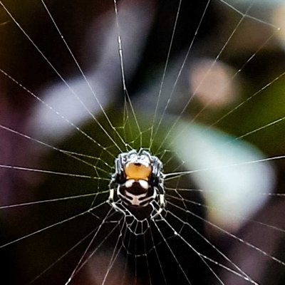 Spider Web