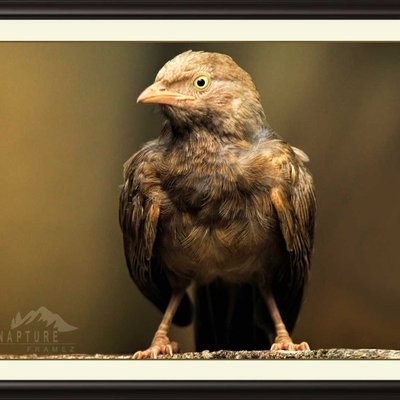 Yellow Billed Babbler