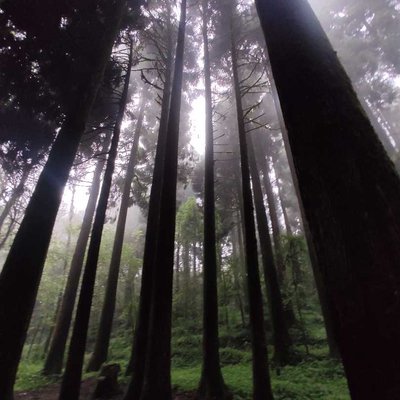 Deep into the forest