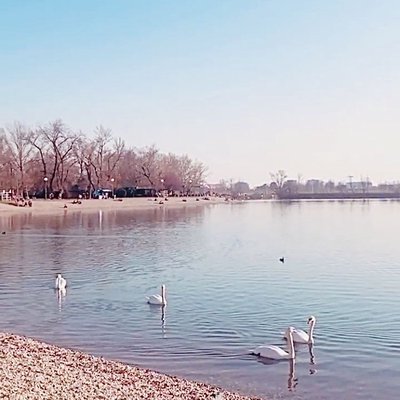 Jarun Lake, Zagreb, Croatia.🤍”Swan lake”🦢🦢🦢