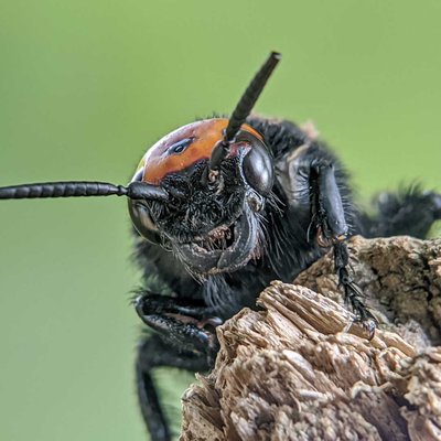 MEGASCOLIA MACULATA