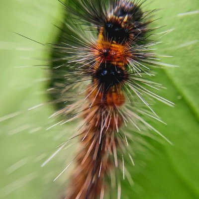 Check out this post of GARDEN TIGER MOTH
