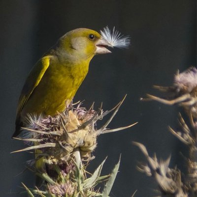 The European greenfinch💛