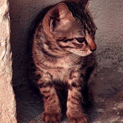 cat 😈🐈