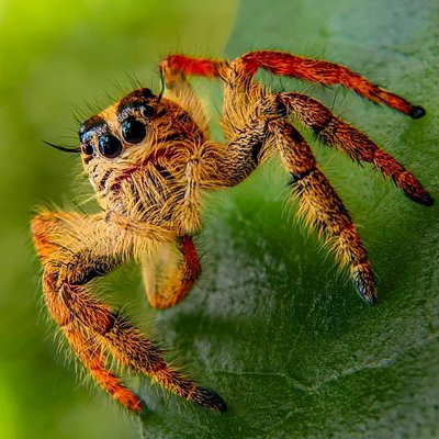 jumping spider