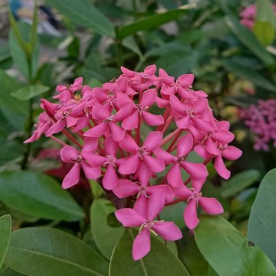 Pink ixora 