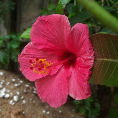 Hibiscus 