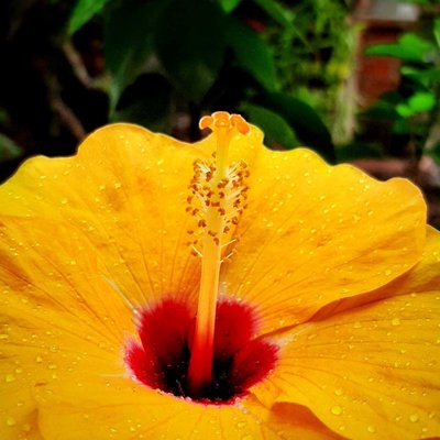 Yellow hibiscus flower (Bunga kembang sepatu kuning)