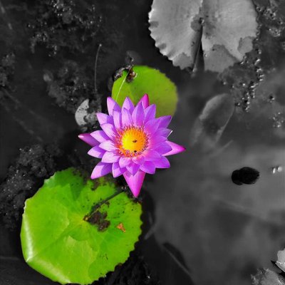 (Egyptian lotus) 